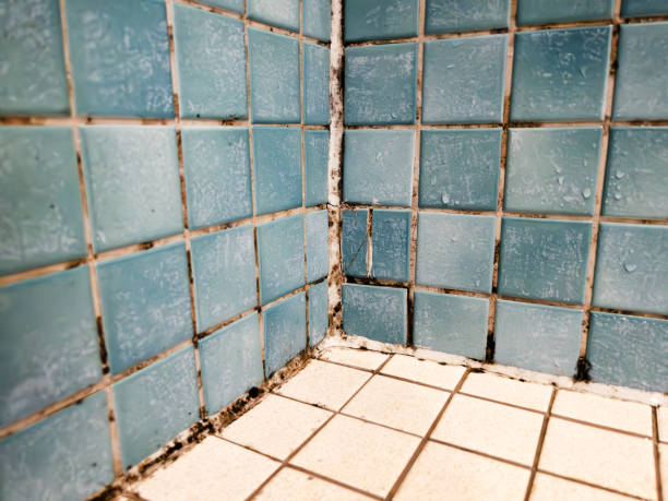 Best Emergency Mold Remediation  in Sanborn, NY