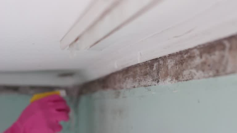 Best Environmental Consulting for Mold Prevention  in Sanborn, NY